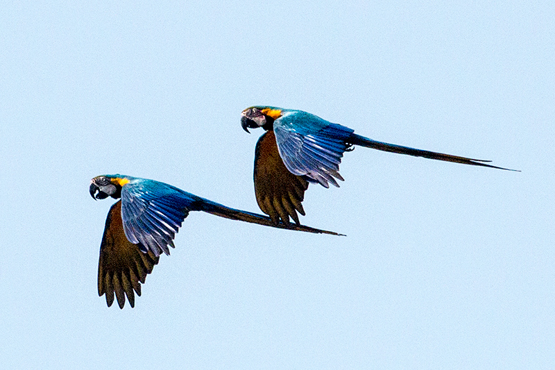 Blue-and-yellow Macaw, Pousada Jardim da Amazonia, Brazil