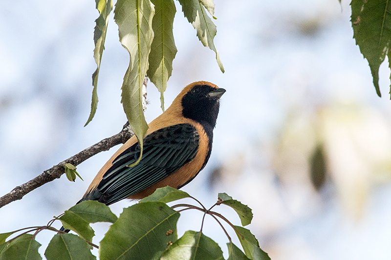 Burnished-buff Tanager, Parque Nacional do Itatiaia, Brazil