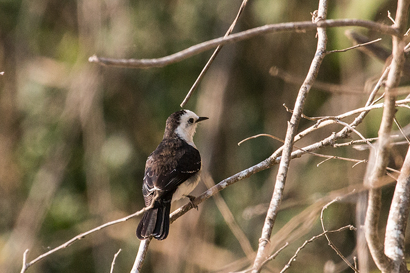 Black-backed Water-Tyrant, Cuiab River, Porto Jofre, Brazil 