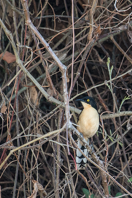 Black-capped Donacobius, Cuiab River, Porto Jofre, Brazil 