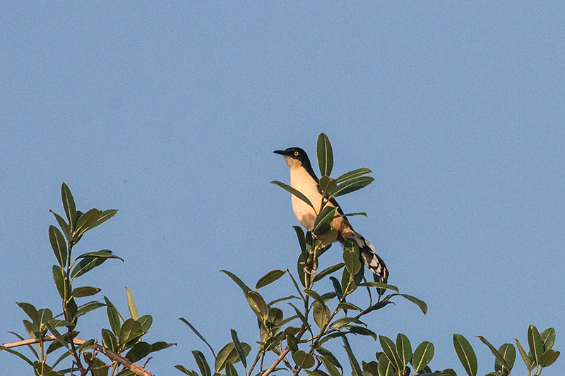 Black-capped Donacobius, Cuiab River, Porto Jofre, Brazil 