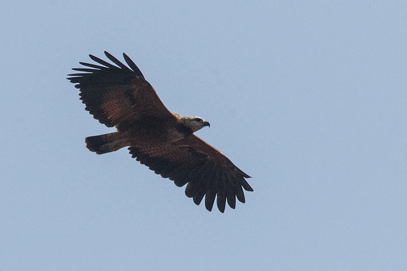 Black-collared Hawk, Piuval Lodge, Brazil 