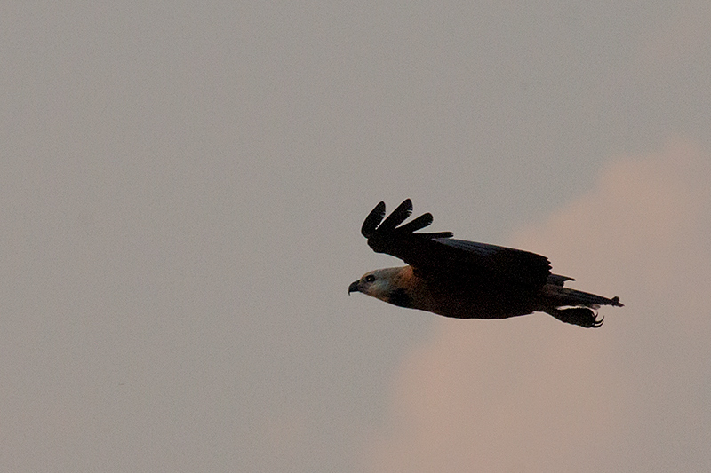 Black-collared Hawk, Rio Negro Oxbow, Porto Jofre, Brazil 