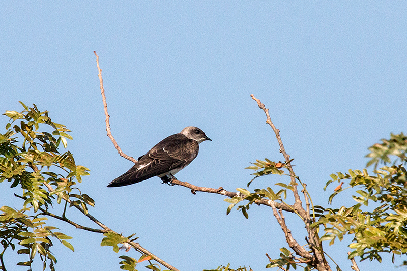 Brown-chested Martin, Cuiab River, Porto Jofre, Brazil 