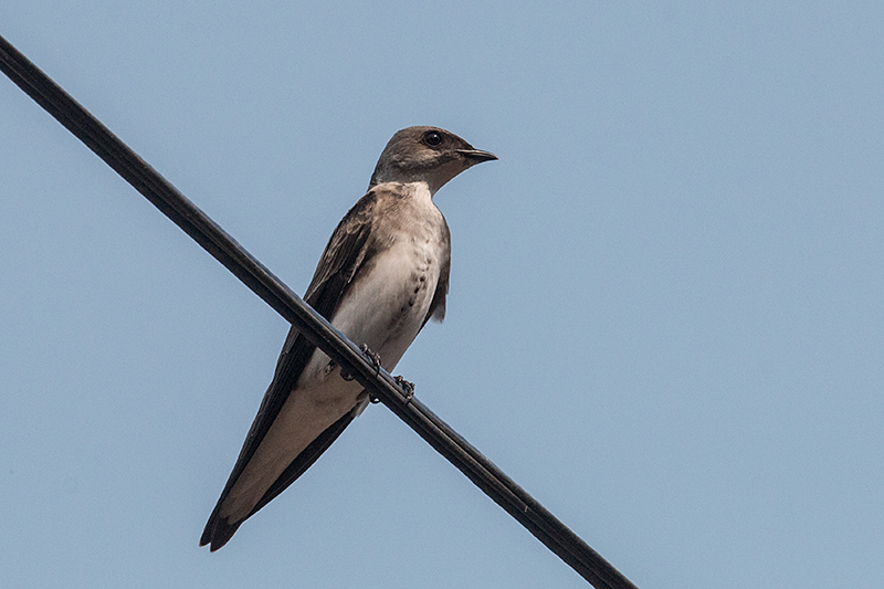 Brown-chested Martin, Hotel Pantanal Norte, Porto Jofre, Brazil