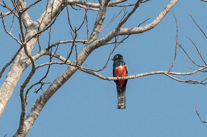 Blue-crowned Trogon, Cuiab River, Porto Jofre, Brazil 