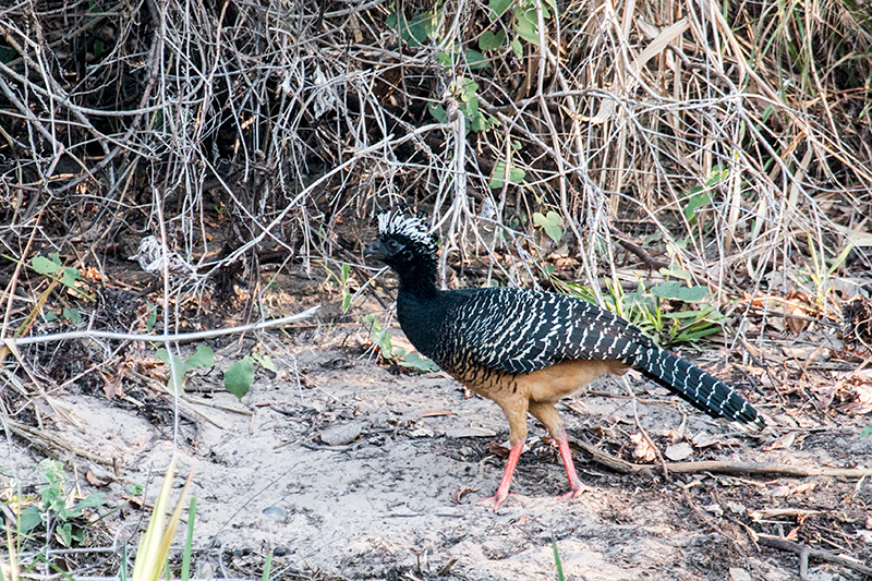 Female Bare-faced Curassow, Rio Negro Oxbow, Porto Jofre, Brazil