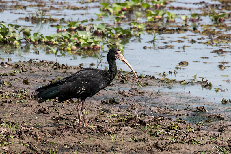 Bare-faced Ibis, Hotel Pantanal Norte, Porto Jofre, Brazil