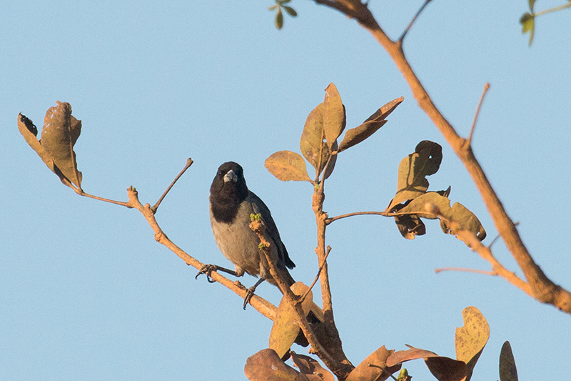 Black-faced Tanager, gua Fria Dirt Road, Brazil