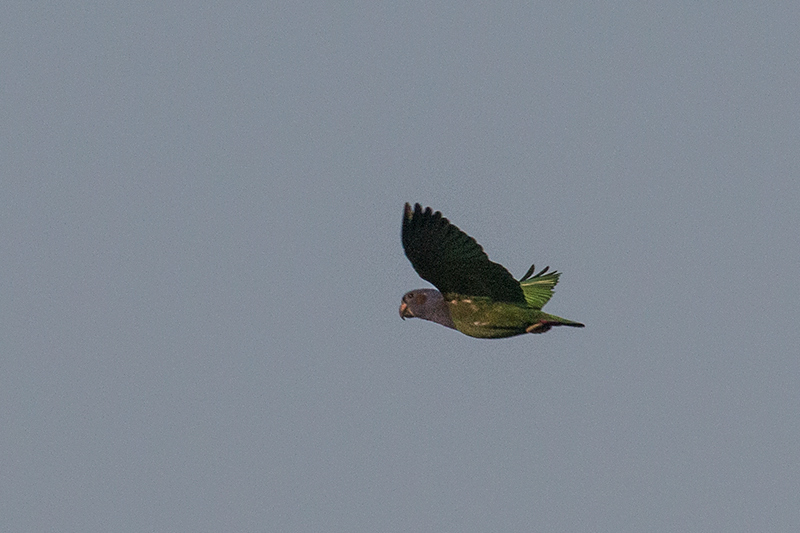 Blue-headed Parrot, Near Pousada Jardim da Amazonia, Brazil