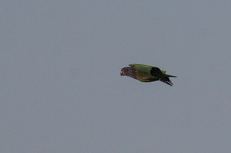 Blue-headed Parrot, Near Pousada Jardim da Amazonia, Brazil