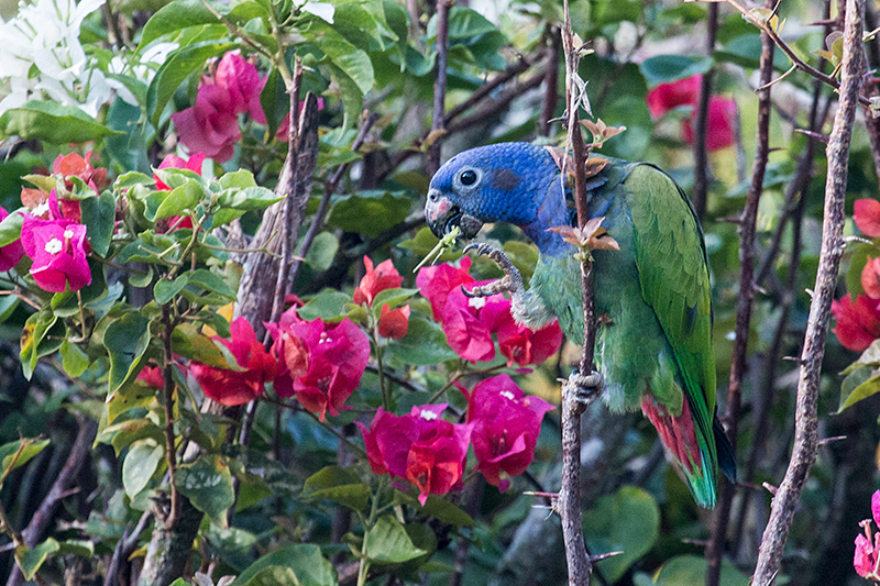 Blue-headed Parrot, Pousada Jardim da Amazonia, Brazil