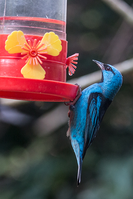 Blue Dacnis, Jardin de los Picaflores, Puerto Iguaz, Argentina