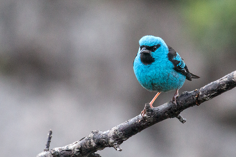 Blue Dacnis, Hotel do Ype  Parque Nacional do Itatiaia, Brazil