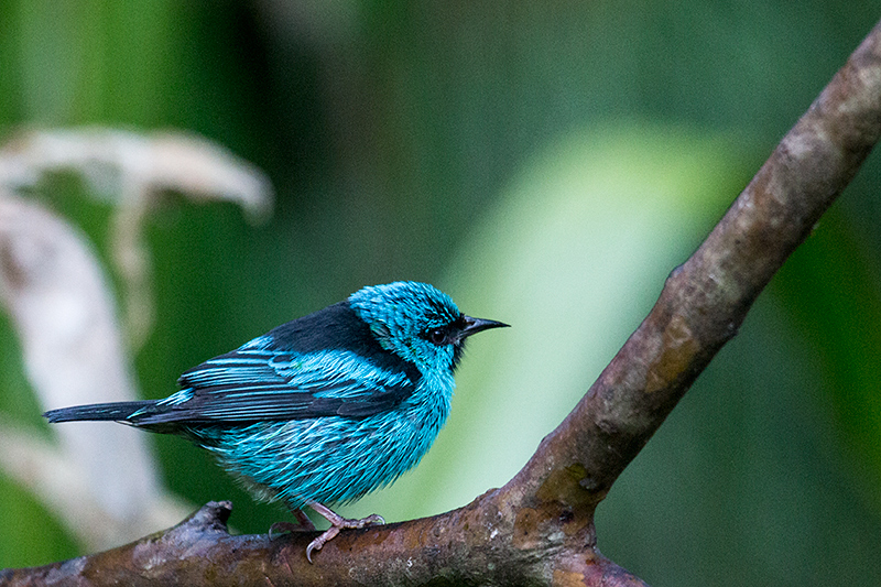 Blue Dacnis, Jonass Feeders, Folha Seca Road, Ubatuba, Brazil