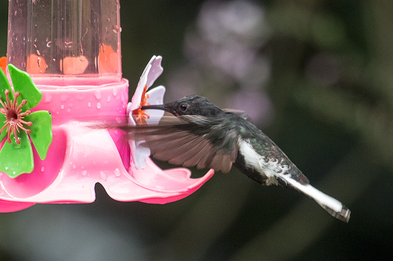 Immature Black Jacobin, Jardin de los Picaflores, Puerto Iguaz, Argentina