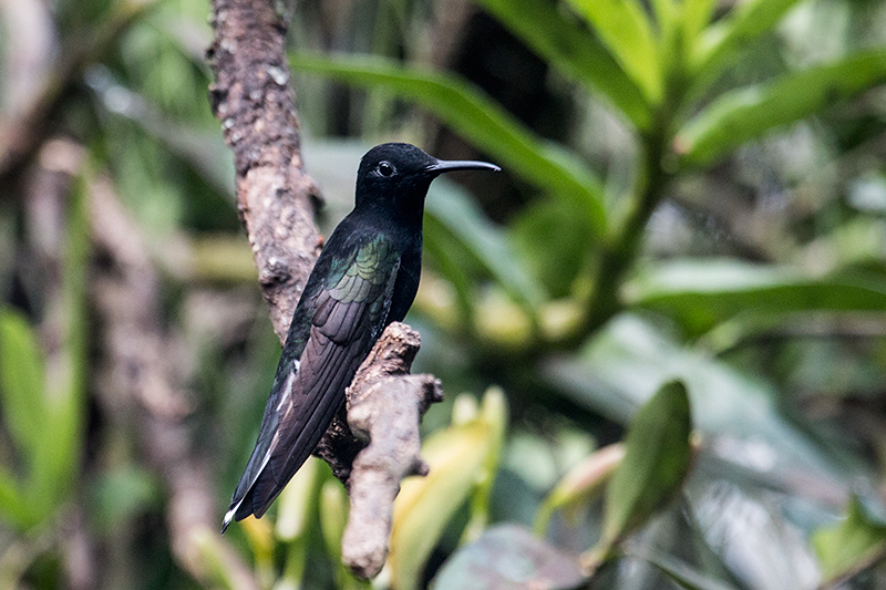 Black Jacobin, Jardin de los Picaflores, Puerto Iguaz, Argentina