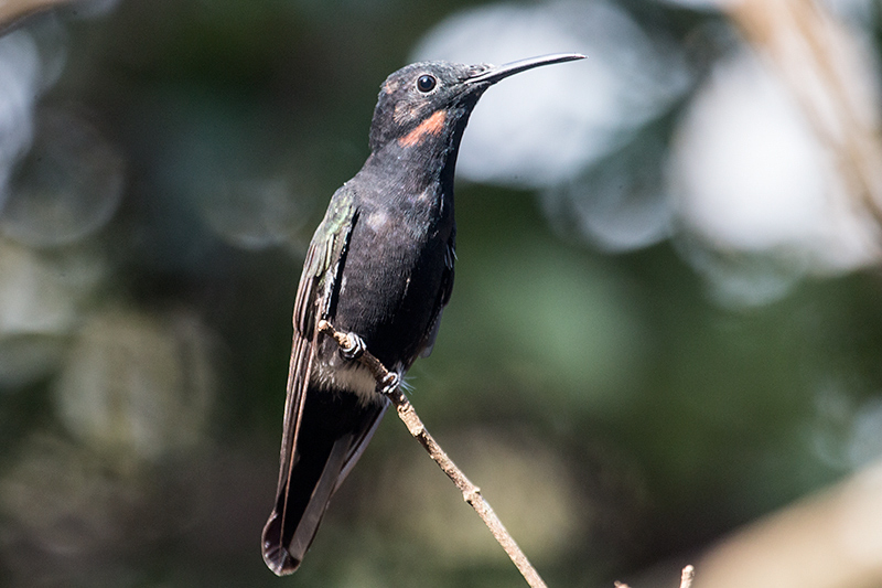 Immature Black Jacobin, Jardin de los Picaflores, Puerto Iguaz, Argentina