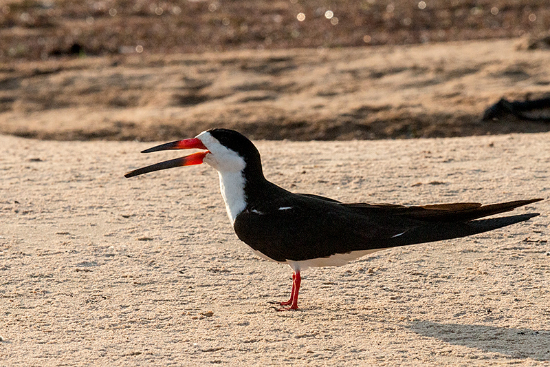 Black Skimmer, Cuiab River, Porto Jofre, Brazil 