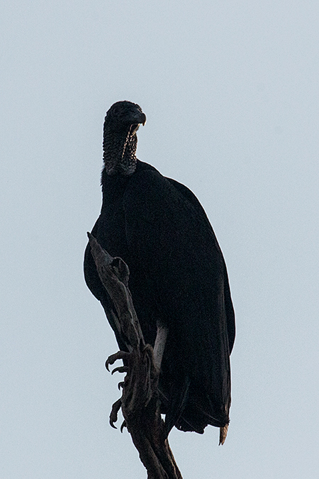 Black Vulture, Piuval Lodge, Brazil