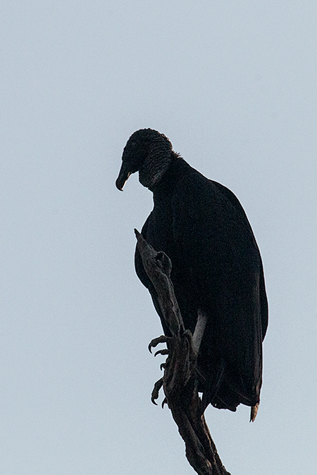 Black Vulture, Piuval Lodge, Brazil