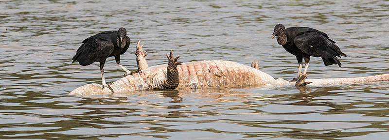 Black Vulture Eating Dead Caiman, Rio Negro Oxbow, Porto Jofre, Brazil