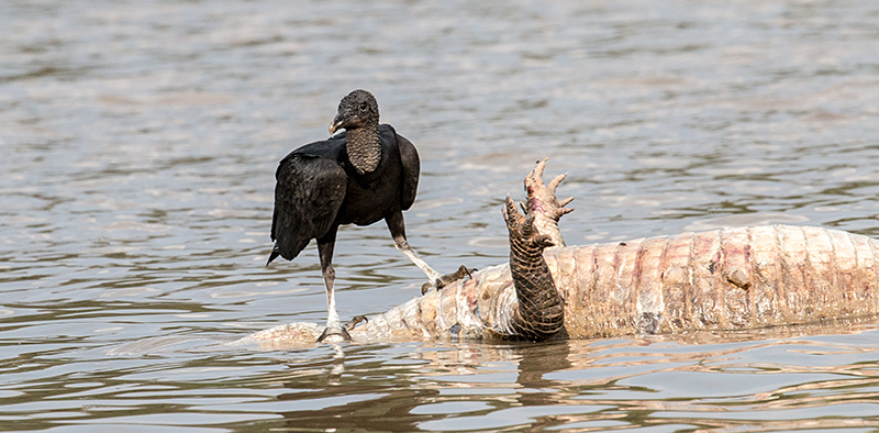 Black Vulture Eating Dead Caiman, Rio Negro Oxbow, Porto Jofre, Brazil