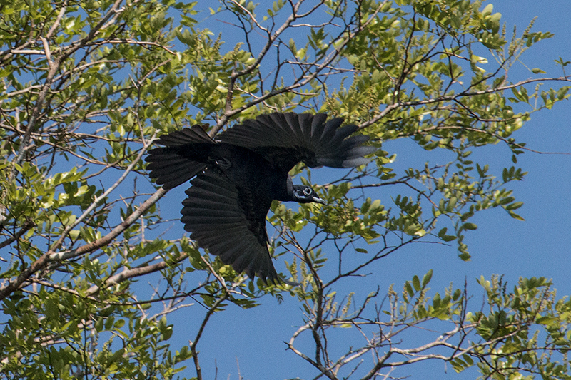 Bare-necked Fruitcrow, Pousada Jardim da Amazonia, Brazil