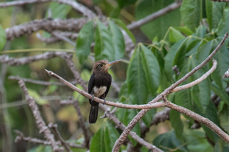 Brown Jacamar, Pousada Currupira das Araras, Brazil 