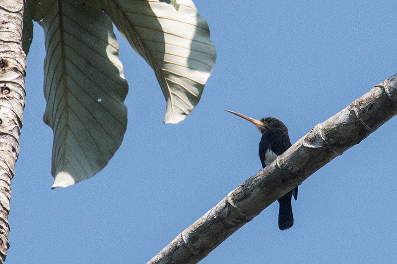 Brown Jacamar, Pousada Jardim da Amazonia, Brazil