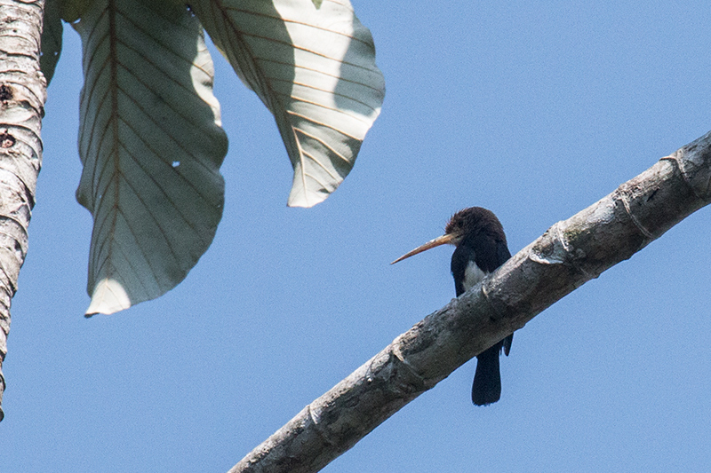 Brown Jacamar, Pousada Jardim da Amazonia, Brazil