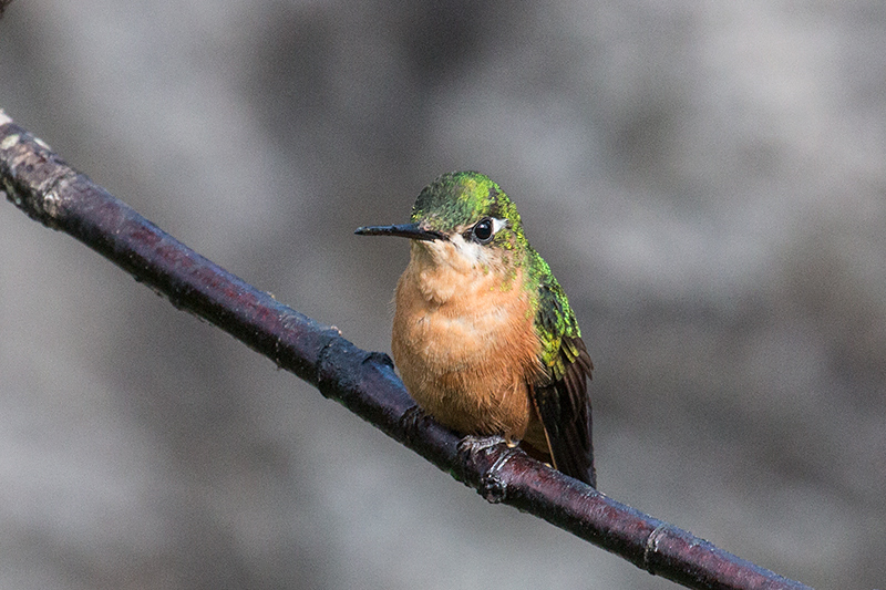 Female Brazilian Ruby, Parque Nacional do Itatiaia, Brazil