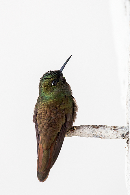 Male Brazilian Ruby, Parque Nacional do Itatiaia, Brazil