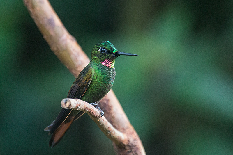 Male Brazilian Ruby, Jonass Feeders, Folha Seca Road, Ubatuba, Brazil