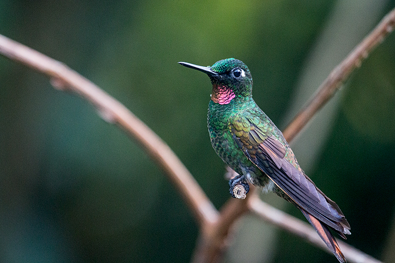 Male Brazilian Ruby, Jonass Feeders, Folha Seca Road, Ubatuba, Brazil