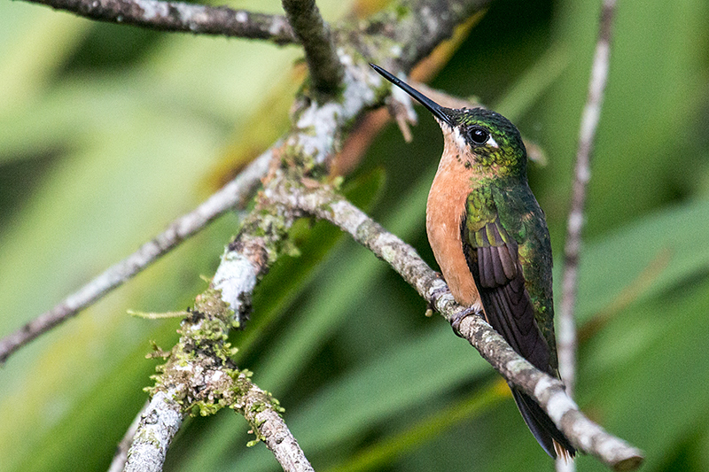 Female Brazilian Ruby, Jonass Feeders, Folha Seca Road, Ubatuba, Brazil