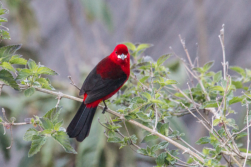 Brazilian Tanager, Hotel do Ype, Parque Nacional do Itatiaia, Brazil