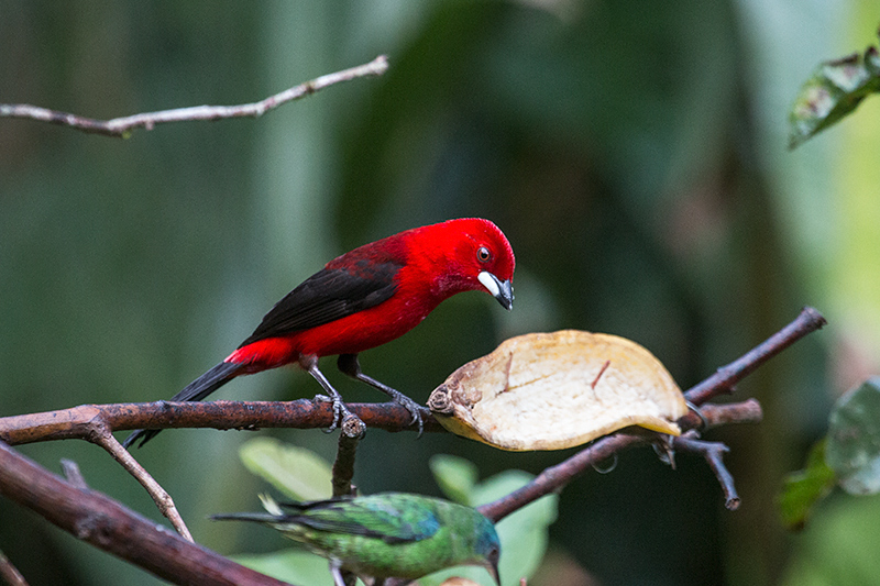 Brazilian Tanager, Jonass Feeders, Folha Seca Road, Ubatuba, Brazil