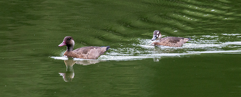 Brazilian Teal, en route So Paulo to Hotel do Ype,  Parque Nacional do Itatiaia, Brazil