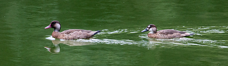 Brazilian Teal, en route So Paulo to Hotel do Ype,  Parque Nacional do Itatiaia, Brazil