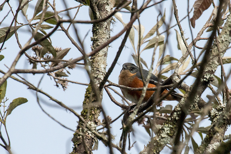 Buff-throated Warbling-Finch, Agulhas Negras Road,  Parque Nacional do Itatiaia, Brazil