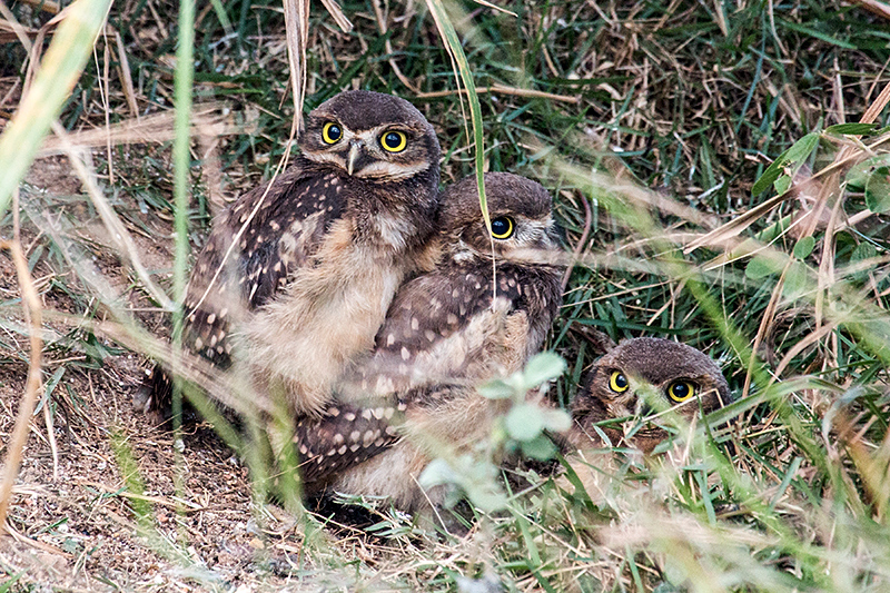 Burrowing Owl, Caraguatatuba, Brazil