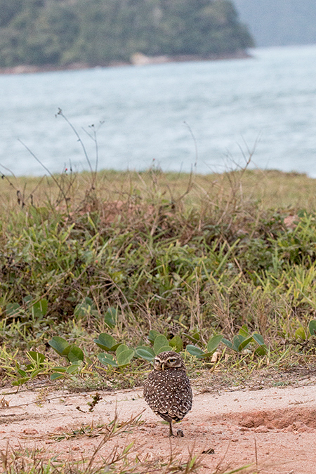 Burrowing Owl, Caraguatatuba, Brazil