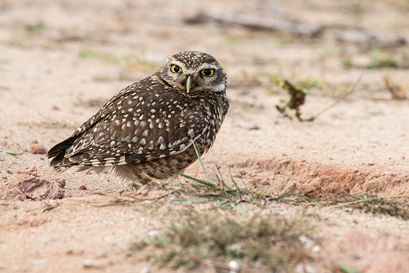 Burrowing Owl, Caraguatatuba, Brazil