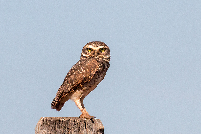 Burrowing Owl, Pousada Jardim da Amazonia, Brazil