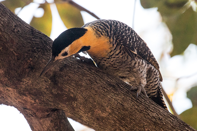 Campo Flicker, Piuval Lodge, Brazil 