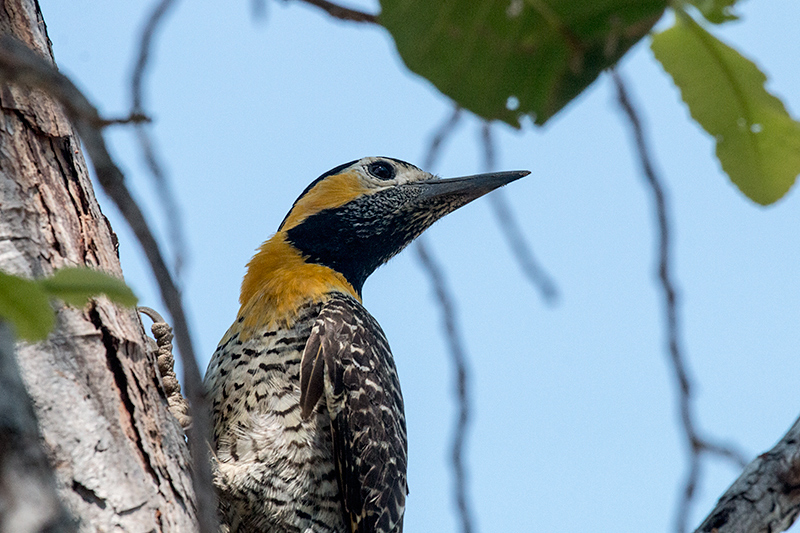 Campo Flicker, Piuval Lodge, Brazil 