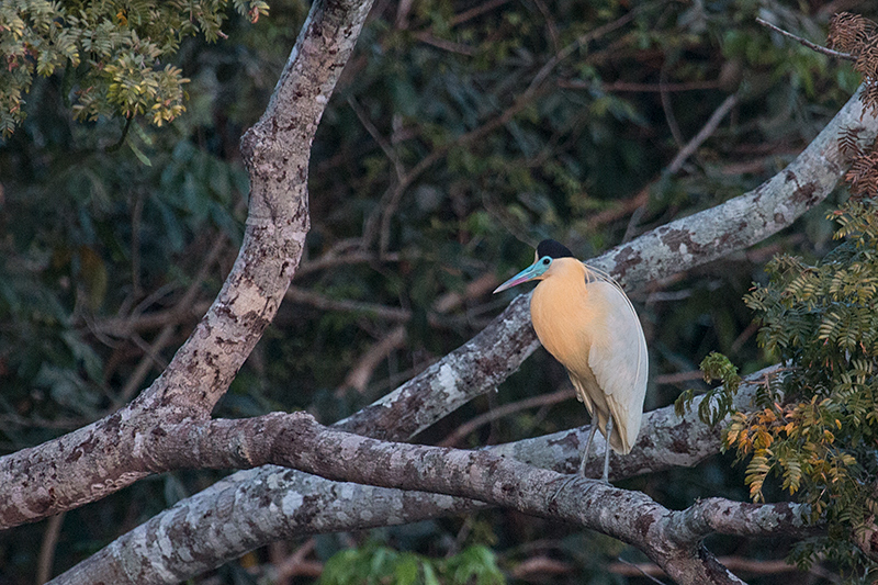 Capped Heron, Rio Negro Oxbow, Porto Jofre, Brazil