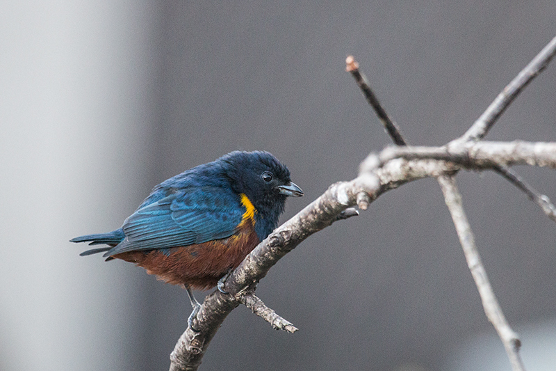 Chestnut-bellied Euphonia, Hotel do Ype,  Parque Nacional do Itatiaia, Brazil