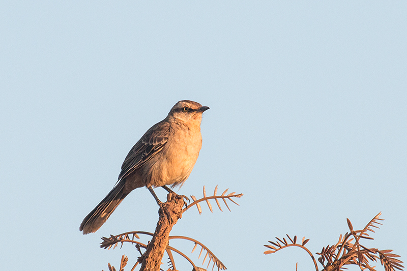 Chalk-browed Mockingbird, gua Fria Dirt Road, Brazil